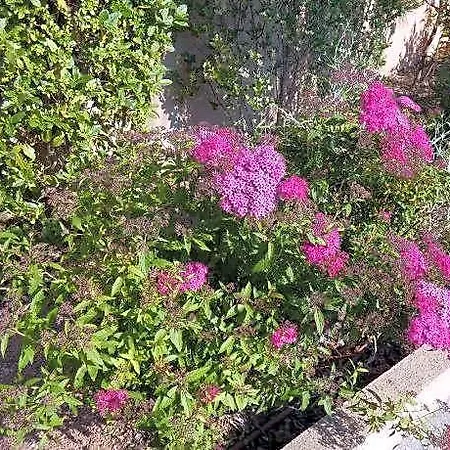 Les Parasols D'argens